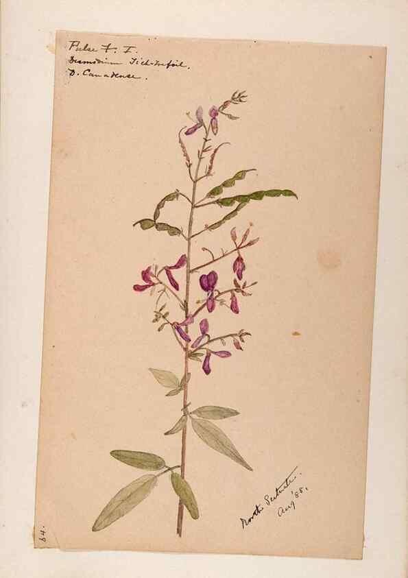 Reproducción/Reproduction 48788498903: [Water-color sketches of plants of North America and Europe]. . 