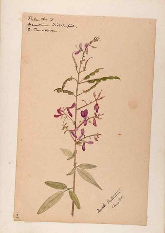Reproducción/Reproduction 48788498903: [Water-color sketches of plants of North America and Europe]. . 