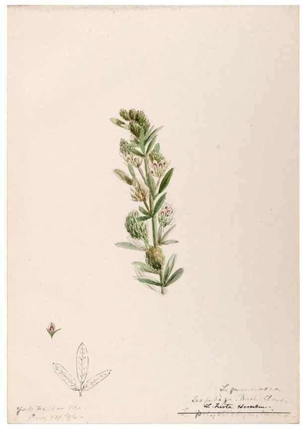 Reproducción/Reproduction 48788861031: [Water-color sketches of plants of North America and Europe]. . 