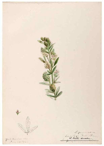 Reproducción/Reproduction 48788861031: [Water-color sketches of plants of North America and Europe]. . 