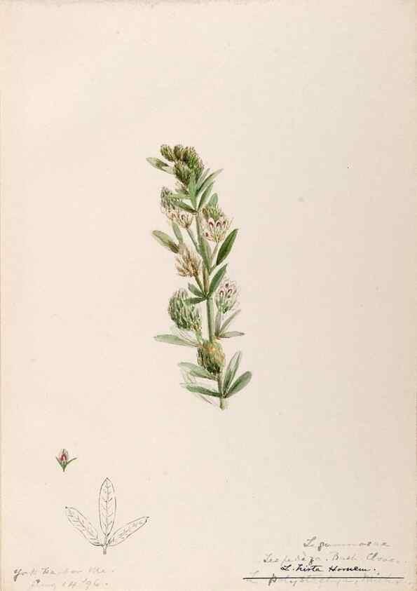 Reproducción/Reproduction 48788861031: [Water-color sketches of plants of North America and Europe]. . 
