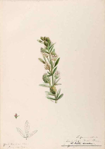 Reproducción/Reproduction 48788861031: [Water-color sketches of plants of North America and Europe]. . 