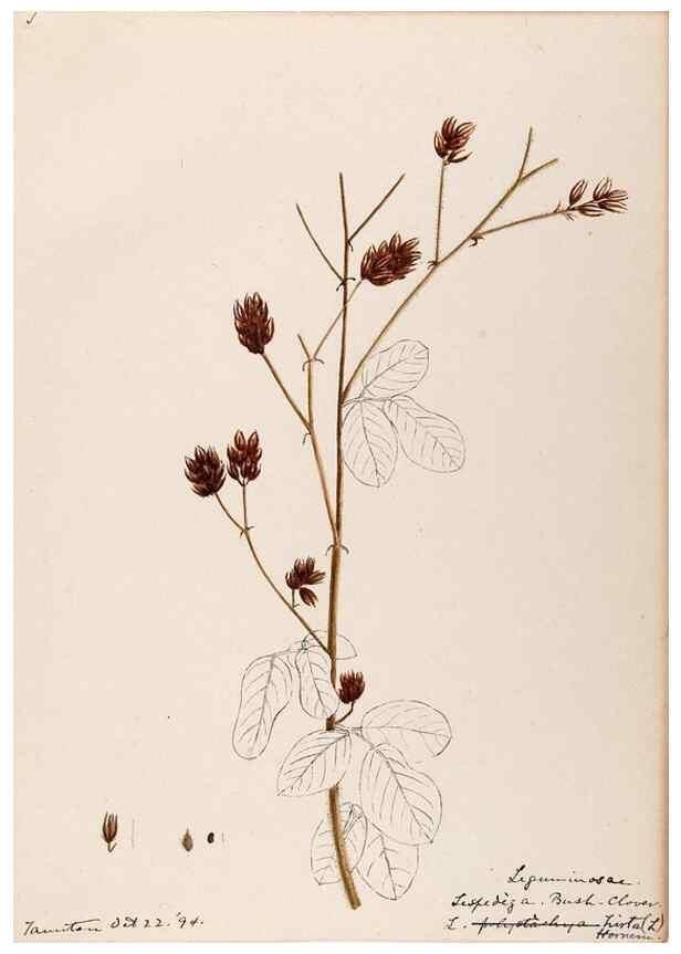 Reproducción/Reproduction 48789006392: [Water-color sketches of plants of North America and Europe]. . 