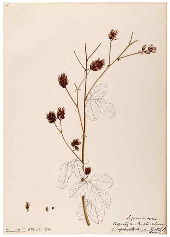 Reproducción/Reproduction 48789006392: [Water-color sketches of plants of North America and Europe]. . 