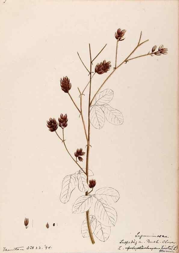 Reproducción/Reproduction 48789006392: [Water-color sketches of plants of North America and Europe]. . 