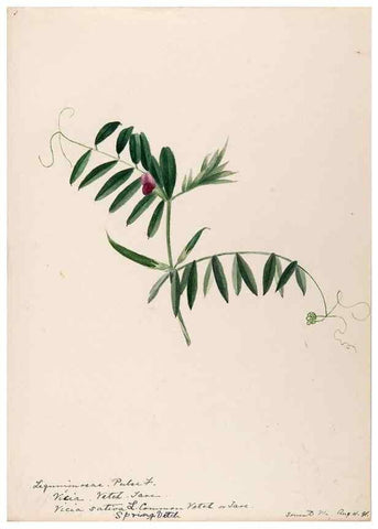 Reproducción/Reproduction 48788861546: [Water-color sketches of plants of North America and Europe]. . 