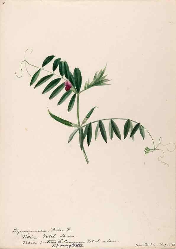 Reproducción/Reproduction 48788861546: [Water-color sketches of plants of North America and Europe]. . 