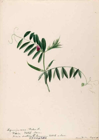 Reproducción/Reproduction 48788861546: [Water-color sketches of plants of North America and Europe]. . 
