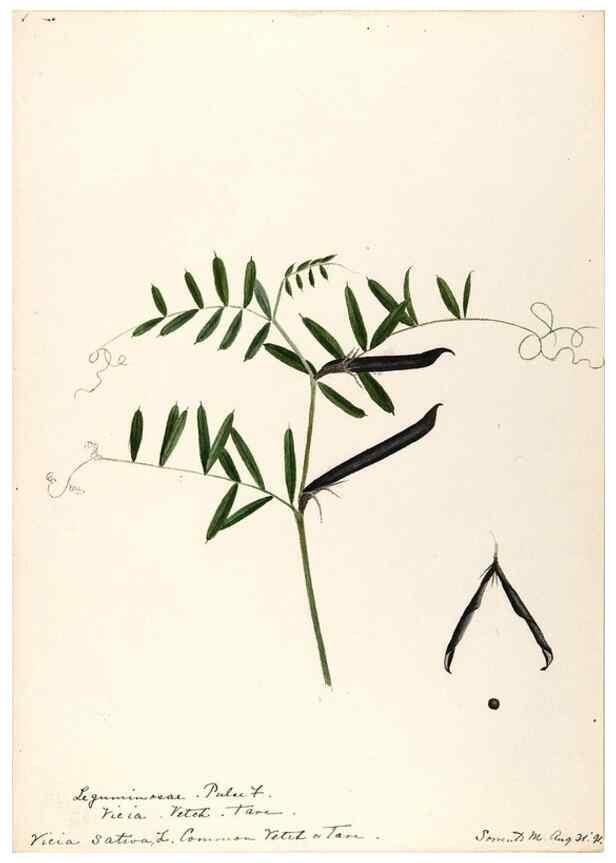 Reproducción/Reproduction 48788861746: [Water-color sketches of plants of North America and Europe]. . 
