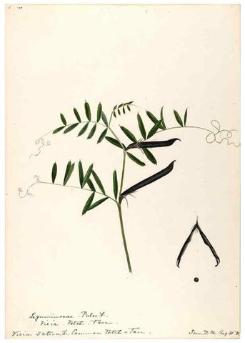 Reproducción/Reproduction 48788861746: [Water-color sketches of plants of North America and Europe]. . 