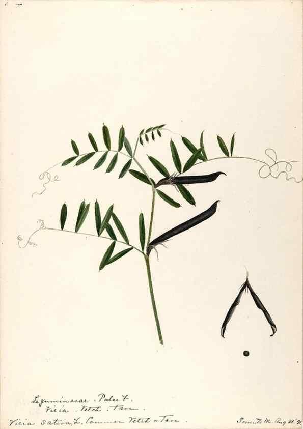 Reproducción/Reproduction 48788861746: [Water-color sketches of plants of North America and Europe]. . 