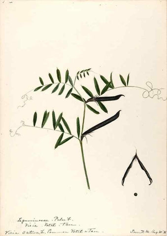 Reproducción/Reproduction 48788861746: [Water-color sketches of plants of North America and Europe]. . 