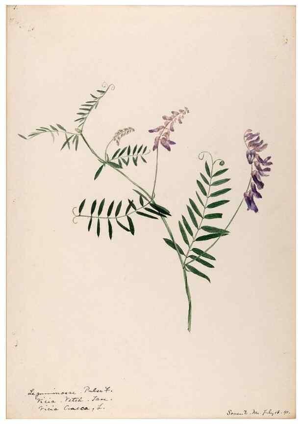 Reproducción/Reproduction 48788500823: [Water-color sketches of plants of North America and Europe]. . 