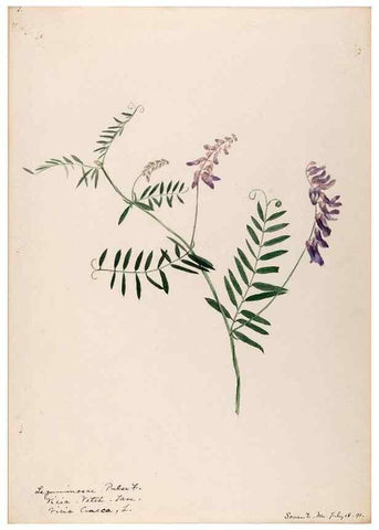 Reproducción/Reproduction 48788500823: [Water-color sketches of plants of North America and Europe]. . 