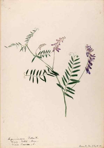 Reproducción/Reproduction 48788500823: [Water-color sketches of plants of North America and Europe]. . 