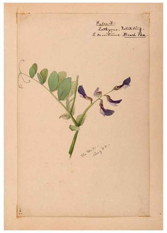 Reproducción/Reproduction 48788501138: [Water-color sketches of plants of North America and Europe]. . 