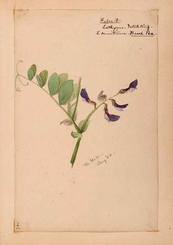 Reproducción/Reproduction 48788501138: [Water-color sketches of plants of North America and Europe]. . 