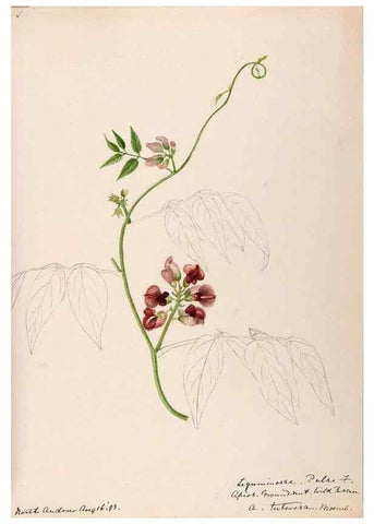 Reproducción/Reproduction 48788862791: [Water-color sketches of plants of North America and Europe]. . 