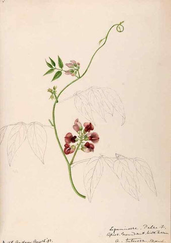 Reproducción/Reproduction 48788862791: [Water-color sketches of plants of North America and Europe]. . 