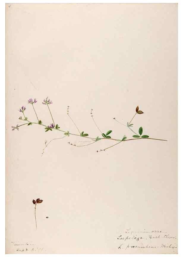 Reproducción/Reproduction 48788860691: [Water-color sketches of plants of North America and Europe]. . 