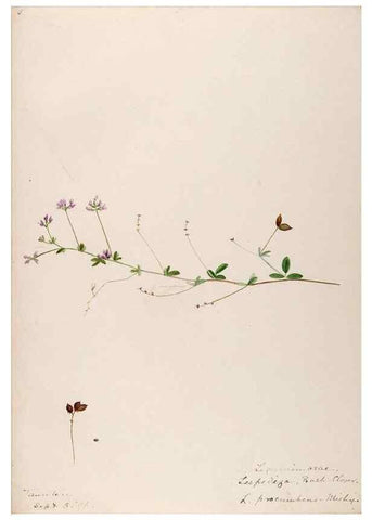 Reproducción/Reproduction 48788860691: [Water-color sketches of plants of North America and Europe]. . 