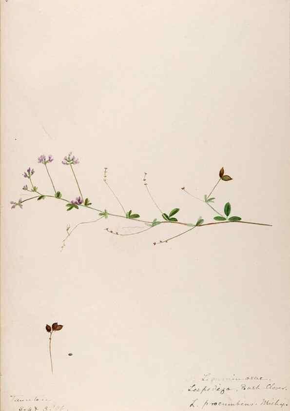 Reproducción/Reproduction 48788860691: [Water-color sketches of plants of North America and Europe]. . 
