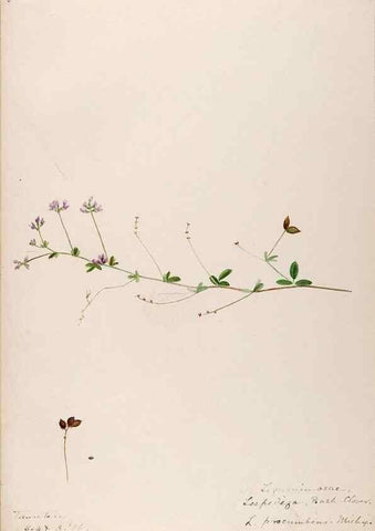 Reproducción/Reproduction 48788860691: [Water-color sketches of plants of North America and Europe]. . 