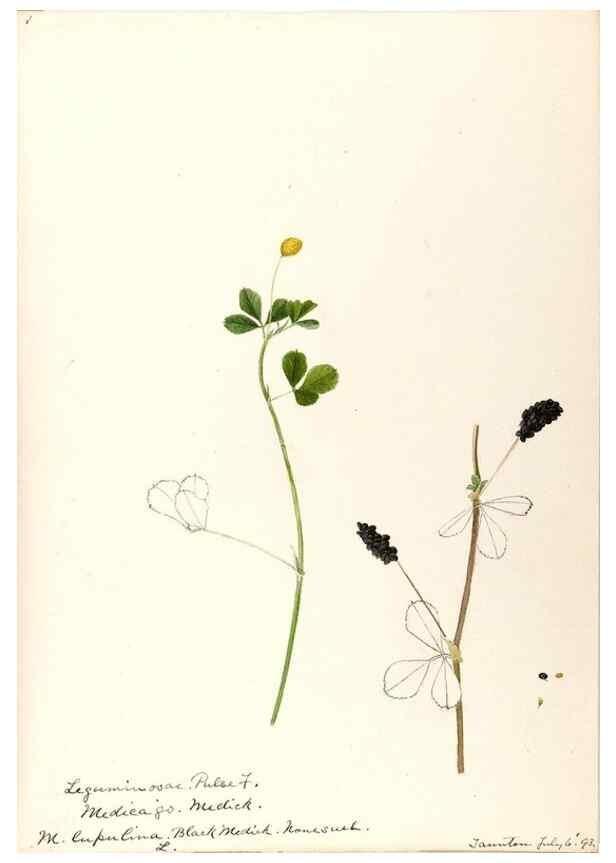 Reproducción/Reproduction 48788857271: [Water-color sketches of plants of North America and Europe]. . 