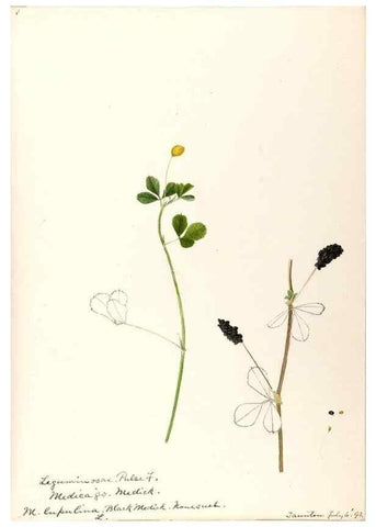 Reproducción/Reproduction 48788857271: [Water-color sketches of plants of North America and Europe]. . 