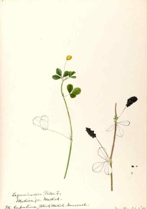 Reproducción/Reproduction 48788857271: [Water-color sketches of plants of North America and Europe]. . 