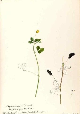 Reproducción/Reproduction 48788857271: [Water-color sketches of plants of North America and Europe]. . 