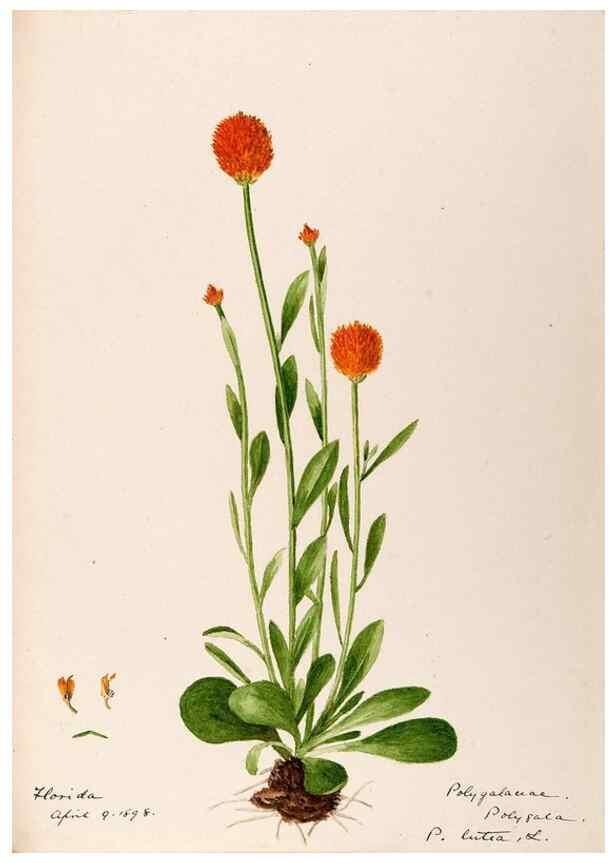 Reproducción/Reproduction 48789032927: [Water-color sketches of plants of North America and Europe]. . 
