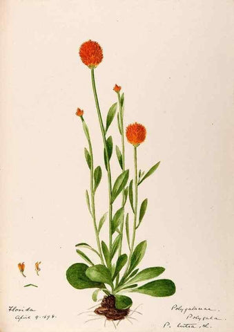 Reproducción/Reproduction 48789032927: [Water-color sketches of plants of North America and Europe]. . 