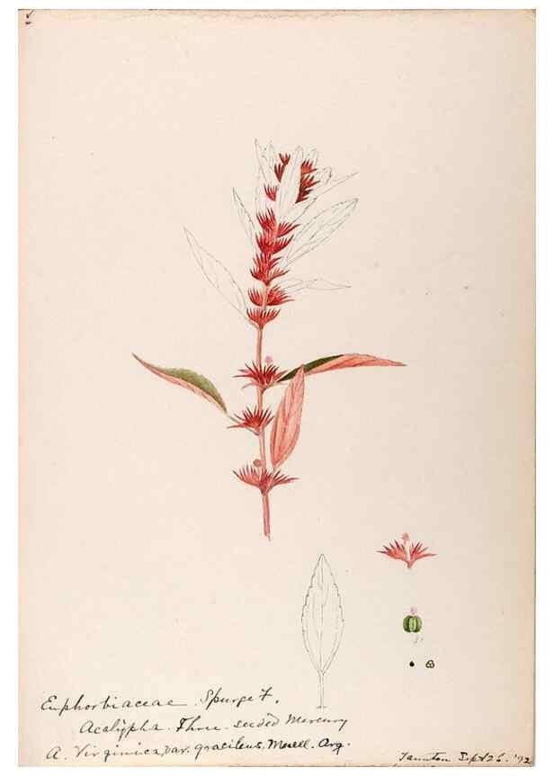 Reproducción/Reproduction 48788527003: [Water-color sketches of plants of North America and Europe]. . 