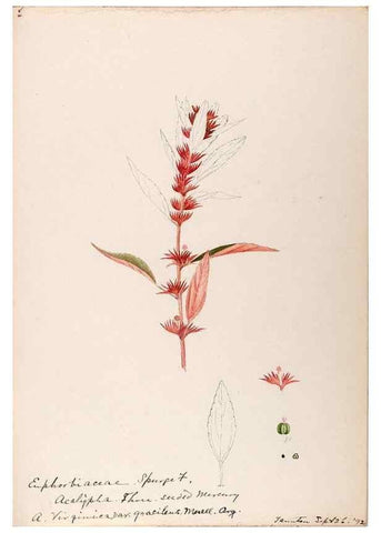 Reproducción/Reproduction 48788527003: [Water-color sketches of plants of North America and Europe]. . 