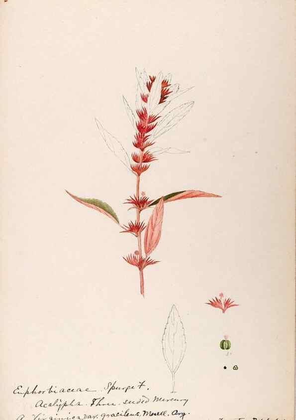 Reproducción/Reproduction 48788527003: [Water-color sketches of plants of North America and Europe]. . 