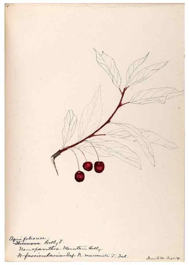 Reproducción/Reproduction 48788552753: [Water-color sketches of plants of North America and Europe]. . 