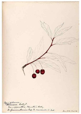 Reproducción/Reproduction 48788552753: [Water-color sketches of plants of North America and Europe]. . 