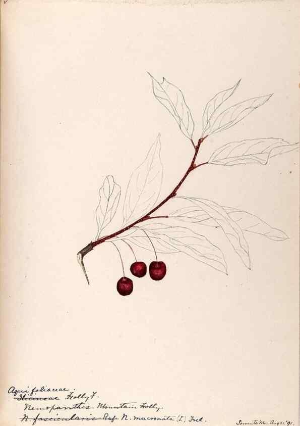 Reproducción/Reproduction 48788552753: [Water-color sketches of plants of North America and Europe]. . 