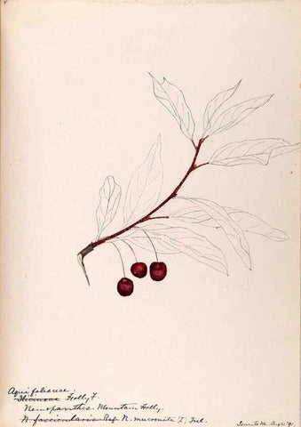 Reproducción/Reproduction 48788552753: [Water-color sketches of plants of North America and Europe]. . 