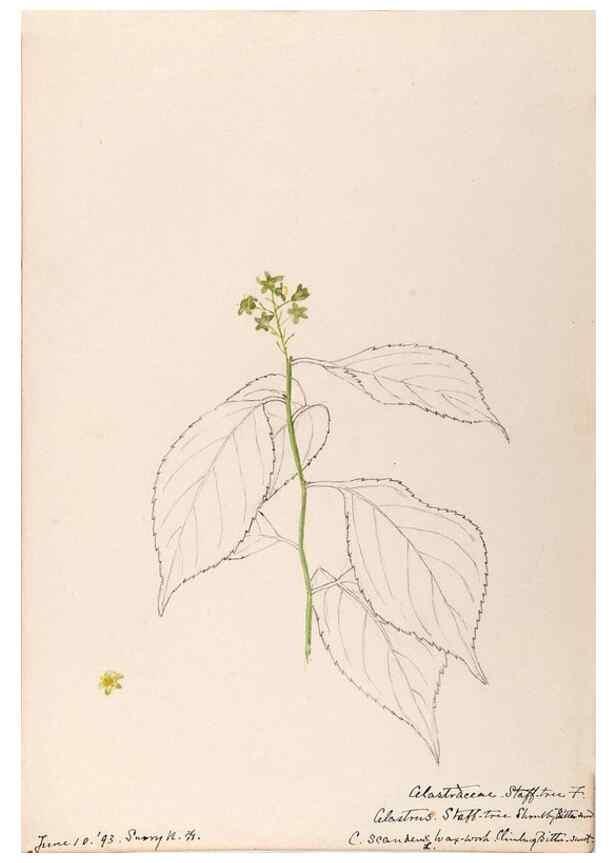 Reproducción/Reproduction 48789059932: [Water-color sketches of plants of North America and Europe]. . 