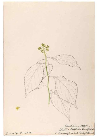Reproducción/Reproduction 48789059932: [Water-color sketches of plants of North America and Europe]. . 
