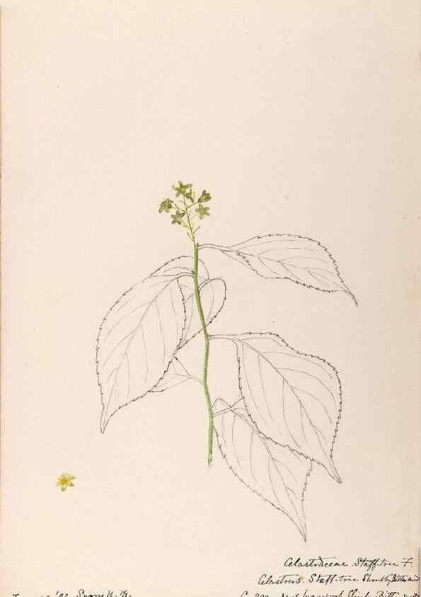 Reproducción/Reproduction 48789059932: [Water-color sketches of plants of North America and Europe]. . 