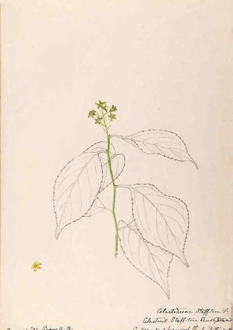 Reproducción/Reproduction 48789059932: [Water-color sketches of plants of North America and Europe]. . 
