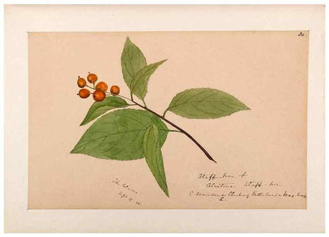 Reproducción/Reproduction 48789060237: [Water-color sketches of plants of North America and Europe]. . 