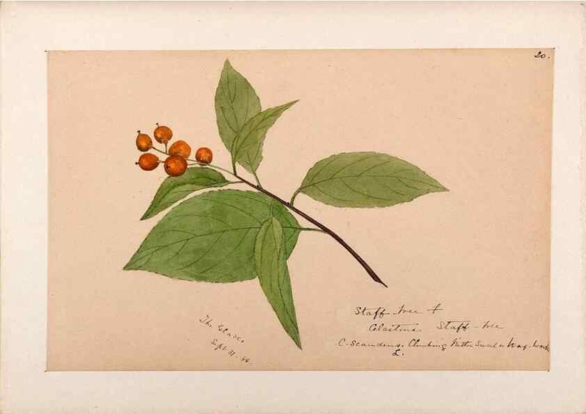 Reproducción/Reproduction 48789060237: [Water-color sketches of plants of North America and Europe]. . 