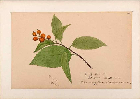 Reproducción/Reproduction 48789060237: [Water-color sketches of plants of North America and Europe]. . 
