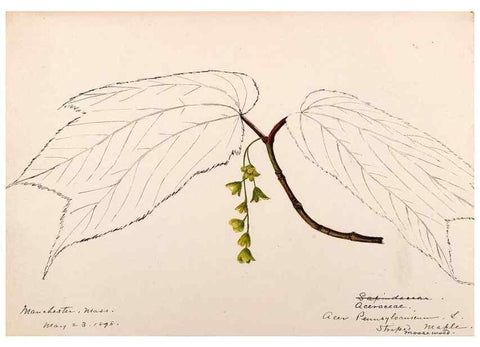 Reproducción/Reproduction 48789060497: [Water-color sketches of plants of North America and Europe]. . 