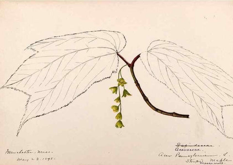 Reproducción/Reproduction 48789060497: [Water-color sketches of plants of North America and Europe]. . 