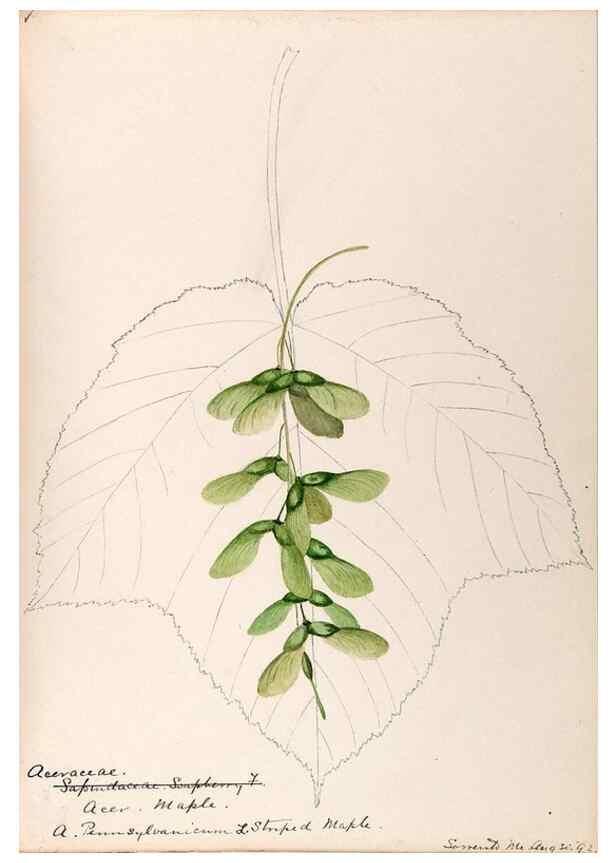 Reproducción/Reproduction 48788553873: [Water-color sketches of plants of North America and Europe]. . 